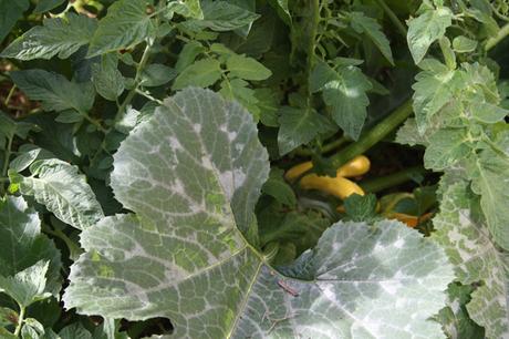 Fusspot to Foodie sarah6