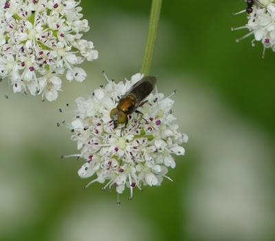 Sírfidos en primavera (2)