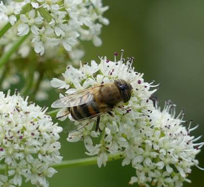 Sírfidos en primavera (2)