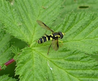 Sírfidos en primavera (2) Sírfidos en primavera (2)