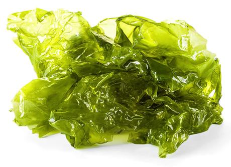 alga-lechuga-de-mar