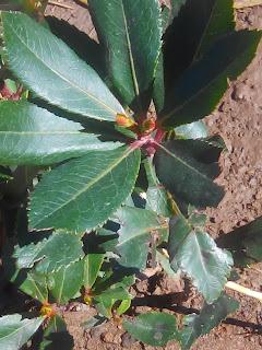 Huerto 2022: Frutales destacados que pasaron por el huerto