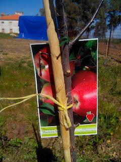 Huerto 2022: Frutales destacados que pasaron por el huerto