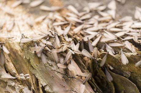 Rentokil Initial – Hormigas y termitas aladas: cómo identificarlas y prevenirlas