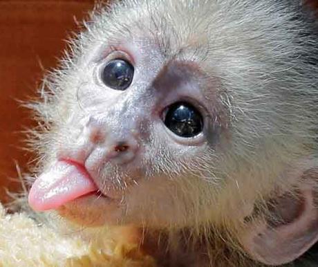 “Todos los contagiados por la viruela del mono en Madrid son hombres”