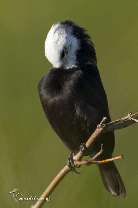 Lavandera (White-headed marsh-Tyrant) Arundinicola leucocephala