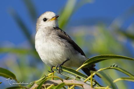 Lavandera (White-headed marsh-Tyrant) Arundinicola leucocephala