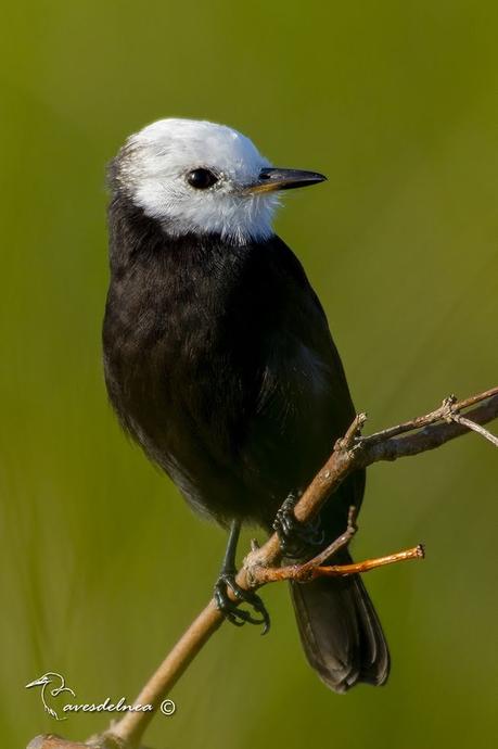 Lavandera (White-headed marsh-Tyrant) Arundinicola leucocephala