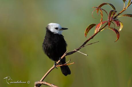 Lavandera (White-headed marsh-Tyrant) Arundinicola leucocephala