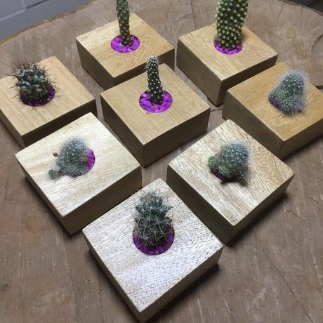 Los cactus con flores en la decoración del futuro 5
