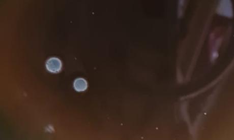 moho-kombucha2 contaminaciones al fermentar