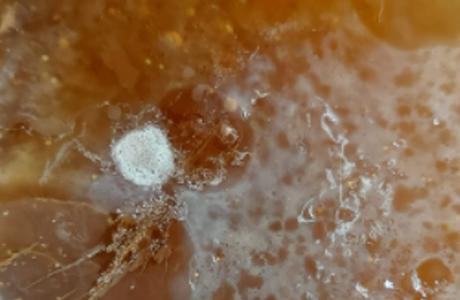 moho-kombucha contaminacion fermento