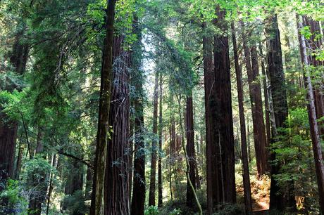 Estados Unidos. Donde Naturaleza Grande. Parte VII. 