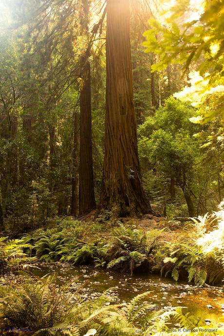 Estados Unidos. Donde Naturaleza Grande. Parte VII. 