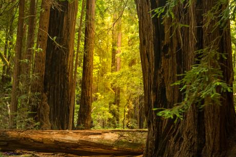 Estados Unidos. Donde Naturaleza Grande. Parte VII. 