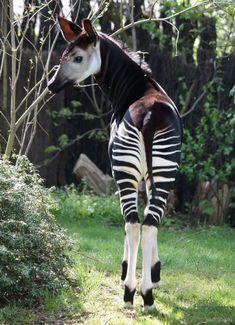 Zorro Robaste El Ganso