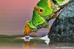 Zorro Robaste El Ganso