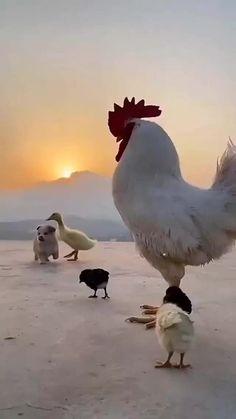 Zorro Robaste El Ganso