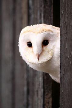 Zorro Robaste El Ganso