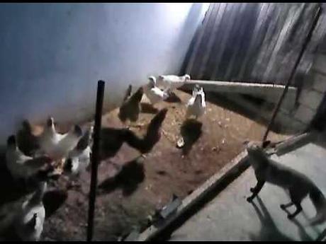 Receta - Sopa de camote