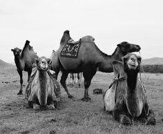 Zorro Robaste El Ganso