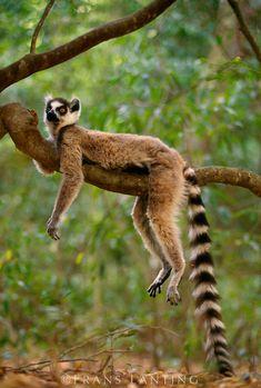 Zorro Robaste El Ganso