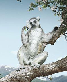 Zorro Robaste El Ganso