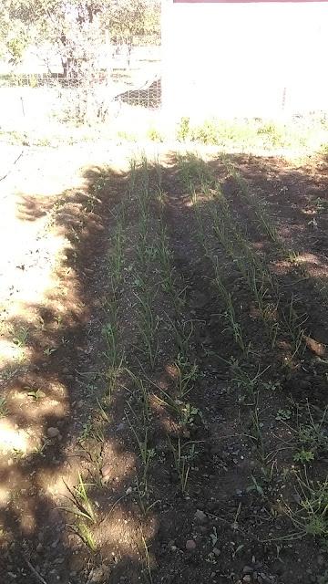 Huerto 2022: Los pimientos, gordos