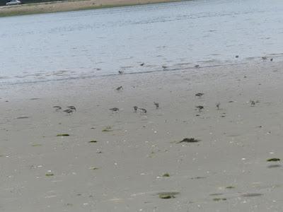 Los últimos migrantes