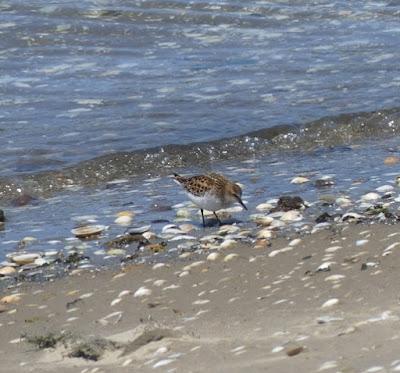 Los últimos migrantes