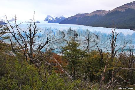 Aves del glaciar Perito Moreno