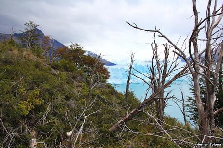 Aves del glaciar Perito Moreno