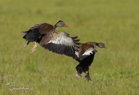 Sirirí vientre negro (Black-bellied Whistling-duck) Dendrocygna autumnalis