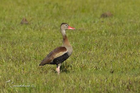 Sirirí vientre negro (Black-bellied Whistling-duck) Dendrocygna autumnalis