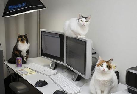 Reseña oficina gatos otros cuentos