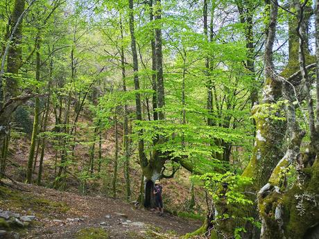 Bosque de Moal y Oubachu