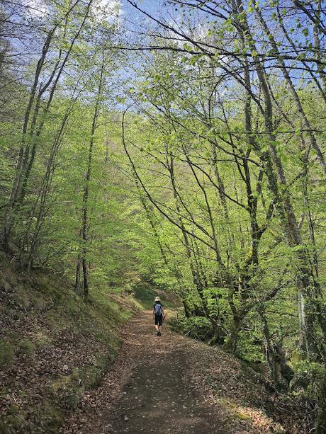 Bosque de Moal y Oubachu