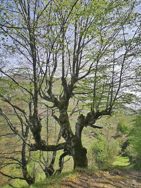 Bosque de Moal y Oubachu