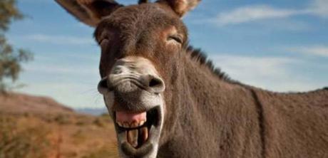 Los animales que nunca tocaré (by Eva sin más)