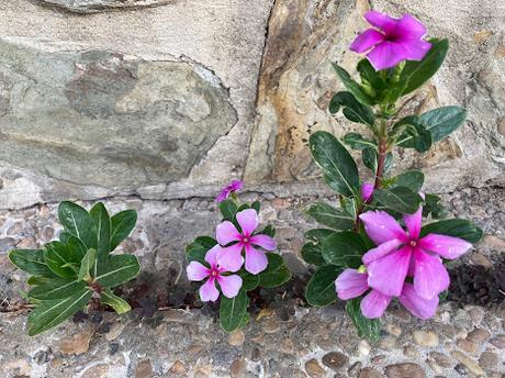 VINCAS: LA FUERZA DEL VIVIR ¡Qué pura. Platero, y qué bel...