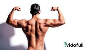 Tipos de músculos y sus propiedades