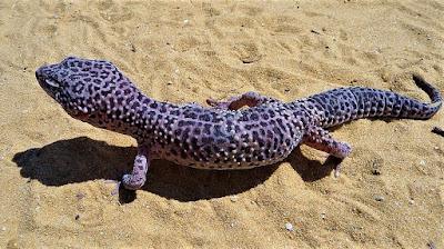 Todo sobre el Gecko Leopardo