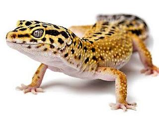 gecko leopardo