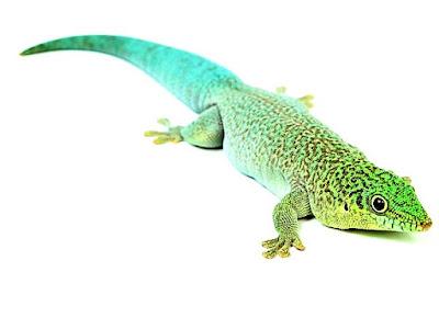 Gecko diurno de standing