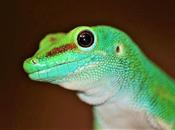 Gecko Diurno Standing (Phelsuma Standingi)