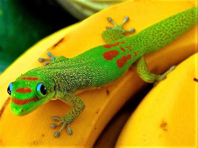 Gecko Diurno Dorado Phelsuma Laticauda