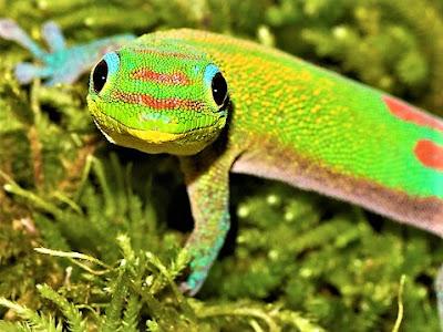 Gecko Diurno Dorado. (Phelsuma laticauda) terrario Phelsuma Laticauda