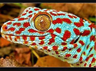 Gecko tokay mascota