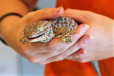 domesticar gecko tokay