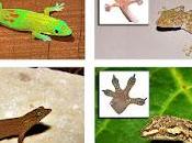 Tipos Geckos